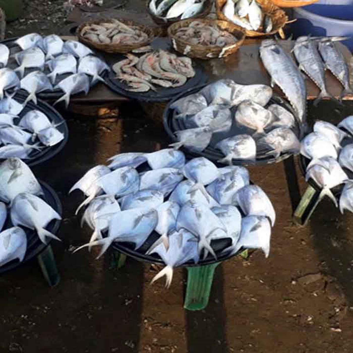 Harnai Fish Auction